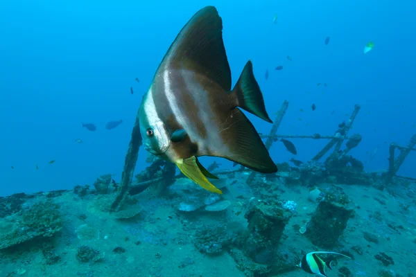 Тейра Батфиш (Platax Batfish) рядом с корабельным крушением, Мальдив — стоковое фото