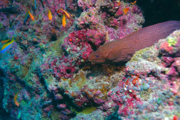 La morena gigante (gymnothorax javanicus) con camarones, Maldivas — Foto de Stock