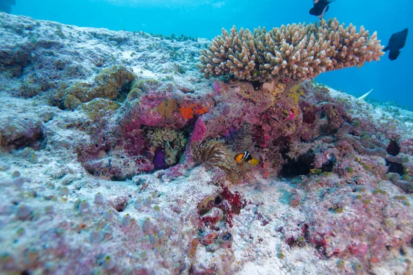 Sárgafarkú bohóchal (amphiprion vízből), tengeri kökörcsin, mald — Stock Fotó