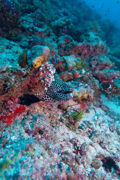 The laced moray (gymnothorax favagineus), Maldives — Stock Photo, Image