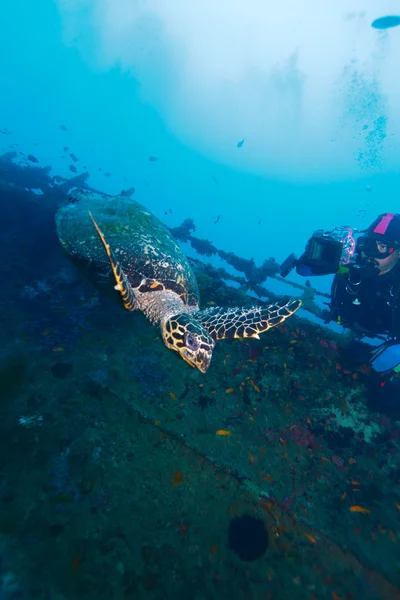Ястребиная черепаха (Eretmohys imbricata) возле корабельного рва, М. — стоковое фото