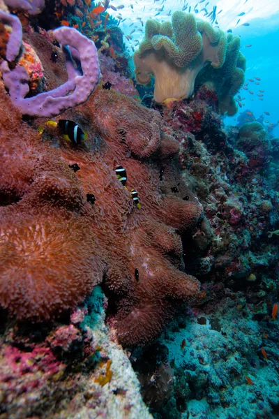 Yellowtail clownfish (Amphiprion clarkii) with sea anemone, Mald — Stock Photo, Image