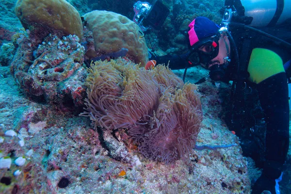 Maldive anemonefish (Amphiprion nigripes) w morski anemon (Hete — Zdjęcie stockowe