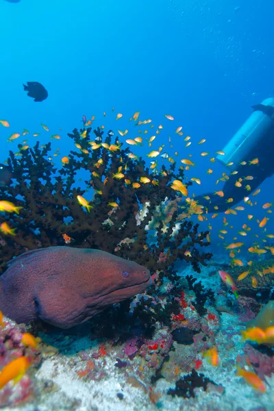 Obří moray (gymnothorax javanicus), Maledivy — Stock fotografie