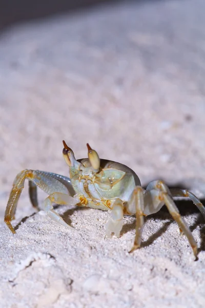 Night crab, Ari-Atoll. Maldives — Stock Photo, Image