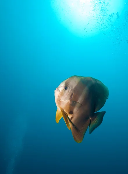 Big teira batfish surrounded by clear water, Ari-Atoll, south Maldives — Stock Photo, Image