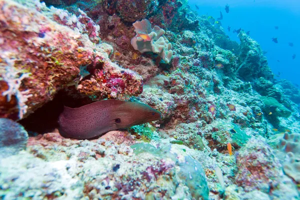 Gymnothorax javanicus - самый большой мурены — стоковое фото