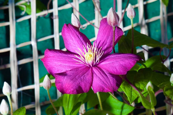 A purple clematis flower in full bloom climbing wall — Stock Photo, Image