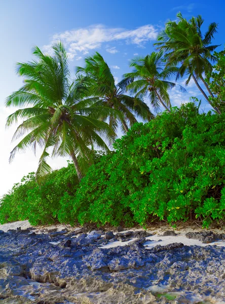 Pobřeží ostrova s nějaké palmy — Stock fotografie