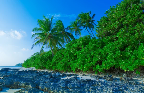 Linia brzegowa wyspy z niektórych drzew palmowych — Zdjęcie stockowe