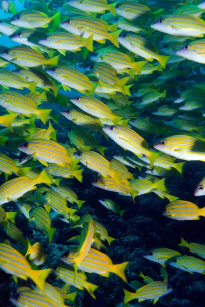 ブルー ストライプ スナッパー （フエダイ属の kasmira) の学校アリ環礁。ma — ストック写真