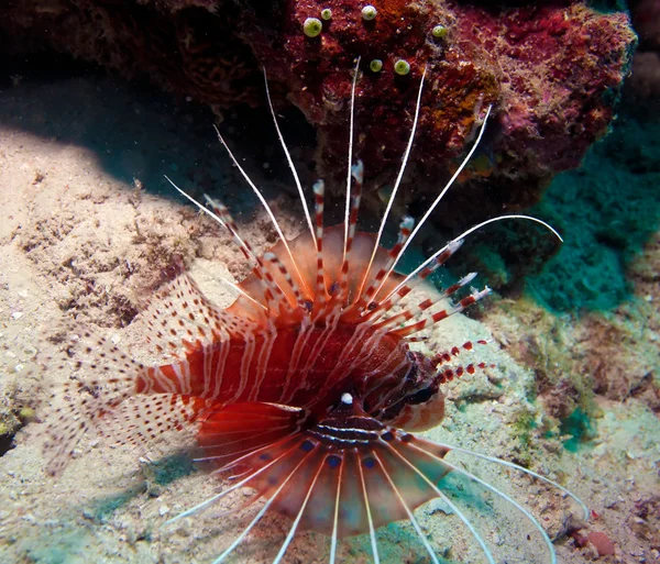 Aggressive Löwenfische, ari-Atoll. Malediven — Stockfoto