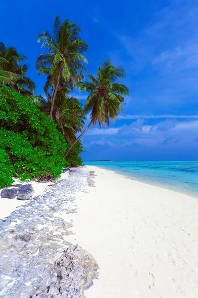 A sziget néhány pálmafákkal tarkított tengerpart — Stock Fotó