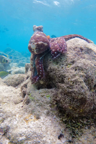 Octopus sitting on reef, Ari-Atoll. Maldives — Stock Photo, Image