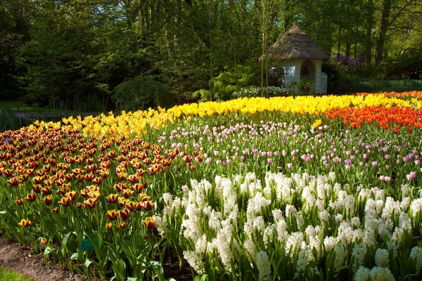 Tulipány v keukenhof květinové zahradě v lisse, Nizozemsko — Stock fotografie