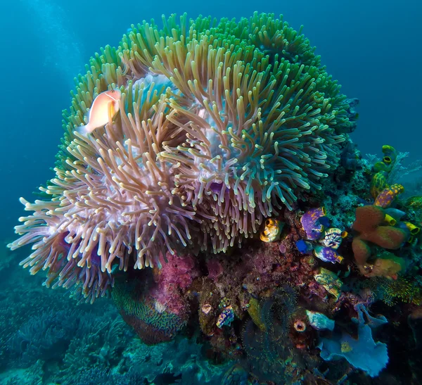 Roze anemonefish (amphiprion perideraion, komodo, Indonesië — Stockfoto