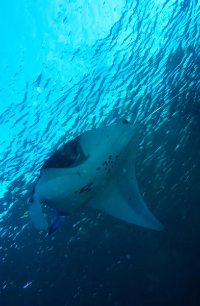 Manta nära ytan, 007 divesite, gili lawa, n av komodo, Indonesien — Stockfoto