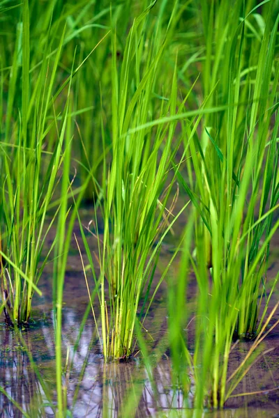 Közeli kép a rizs növény, Bali, Indonézia — Stock Fotó