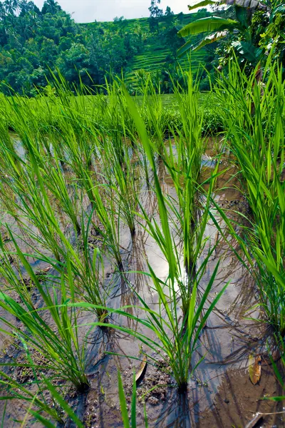 Primer plano de la planta de arroz, Bali, Indonesia —  Fotos de Stock