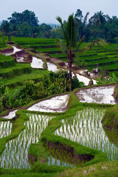 Ris terrass fält, bali, Indonesien — Stockfoto