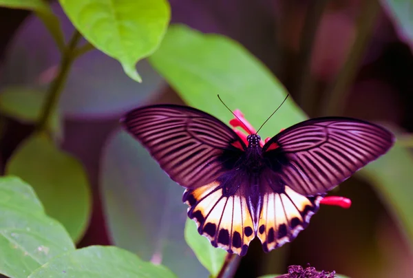 Grote vlinder, bali, Indonesië — Stockfoto