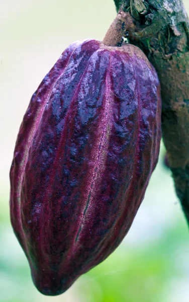 Kakaobönor (choklad träd), bali, Indonesien — Stockfoto