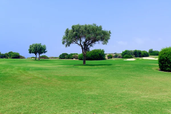 Olivo (Olea europaea) y campo de golf, Paphos, Chipre —  Fotos de Stock