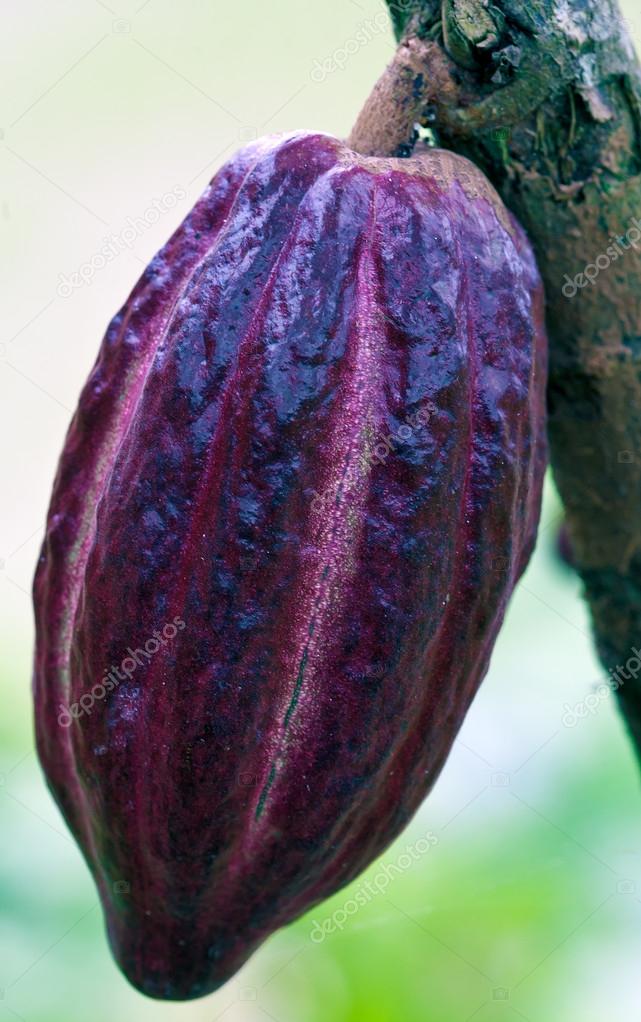 Cacao-beans (chocolate tree), Bali, Indonesia