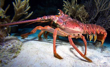 kırmızı ıstakoz vahşi, cayo largo, Küba