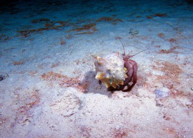 Hermit crab with new shell, night dive, Cuba clipart