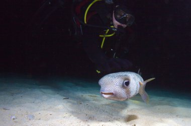 pufferfish dalgıç sırasında gece dalış, Küba ile