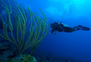 Dalgıç ve yumuşak mercanlar, cayo largo, Küba