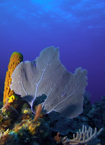 Korálový útes poblíž cayo largo, Kuba — Stock fotografie