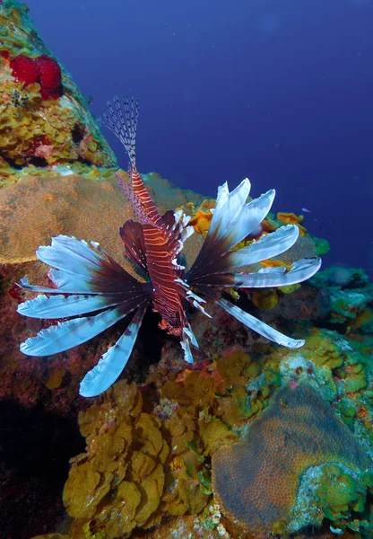 Lionfish (Pterois) near coral, Cayo Largo, Cuba — Stock Photo, Image