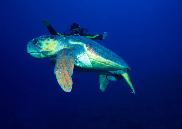 Old big green turtle and diver, Cuba — Stock Photo, Image