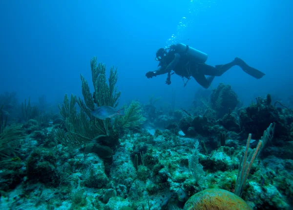Дайвер рядом с кораллами, Куба — стоковое фото