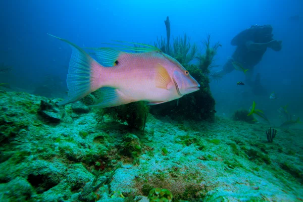 Velké růžové ryby a potápěč, cayo largo, Kuba — Stock fotografie