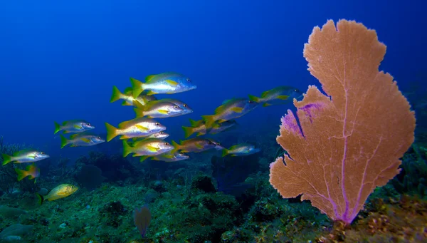 Škola z pěti lemované sekáče (lutjanus quinquelineatus), cayo l — Stock fotografie