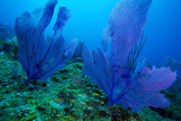 Arrecife de coral cerca de Cayo Largo, Cuba — Foto de Stock