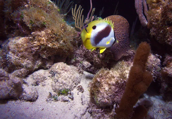 Zamaskowany butterflyfish podczas nocy nurkowania, cayo largo, Kuba — Zdjęcie stockowe