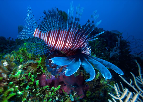 Lionfish (Pterois) cerca de coral, Cayo Largo, Cuba — Foto de Stock