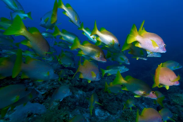 School of snappers, Cayo Largo, Cuba — Stock Photo, Image