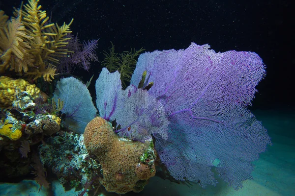 Korallenriff beim Nachttauchen, cayo largo, kuba — Stockfoto