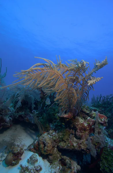 Coraux mous près de Cayo Largo, Cuba — Photo