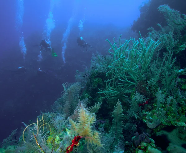 Group of divers going deep, Cuba — Stock Photo, Image