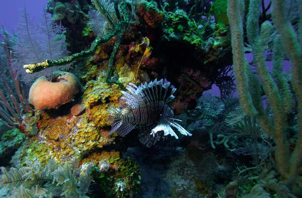 Lionfish (Pterois) cerca de coral, Cayo Largo, Cuba —  Fotos de Stock