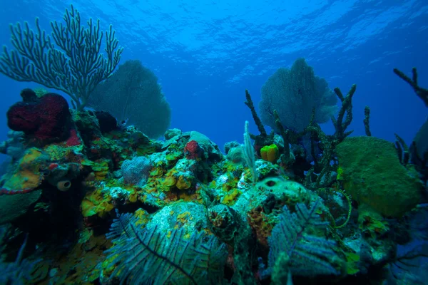 Korallrev nära cayo largo, Kuba — Stockfoto