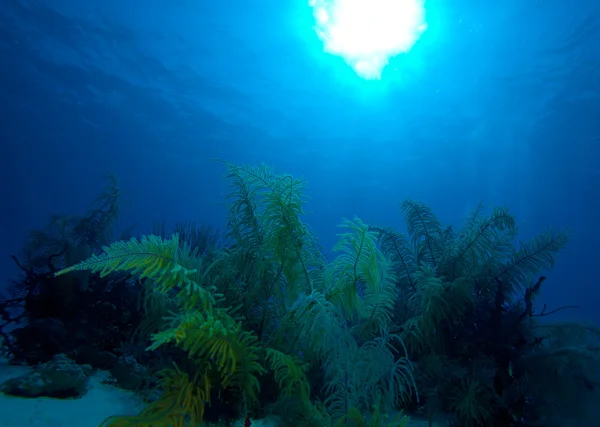 Měkké korály nedaleko cayo largo, Kuba — Stock fotografie