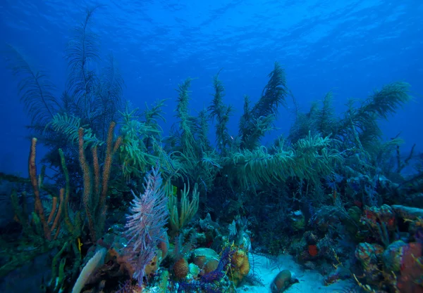 Zachte koralen in de buurt van cayo largo, cuba — Stockfoto