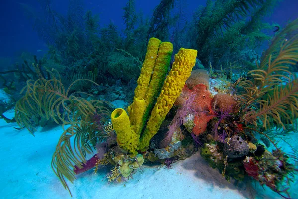 Recifes de Coral perto de Cayo Largo, Cuba — Fotografia de Stock